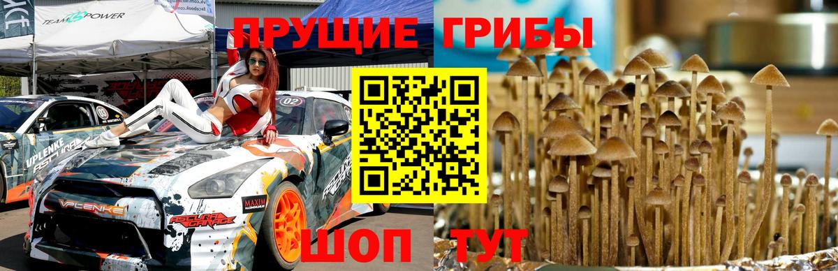 Сальск  Псилоцибиновые грибы GOLDEN TEACHER  Вход с VPN 